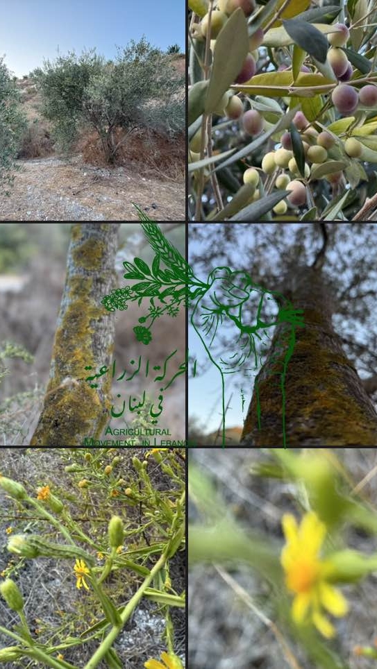 الحركة الزراعية في لبنان